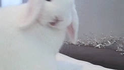 终于知道奶糖叫大白兔了,因为大白兔真的很像奶糖