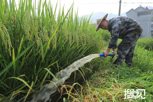 《搜见》第十三期:父亲的水稻田