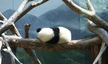 [动物] 熊猫为什么哪儿都能睡?