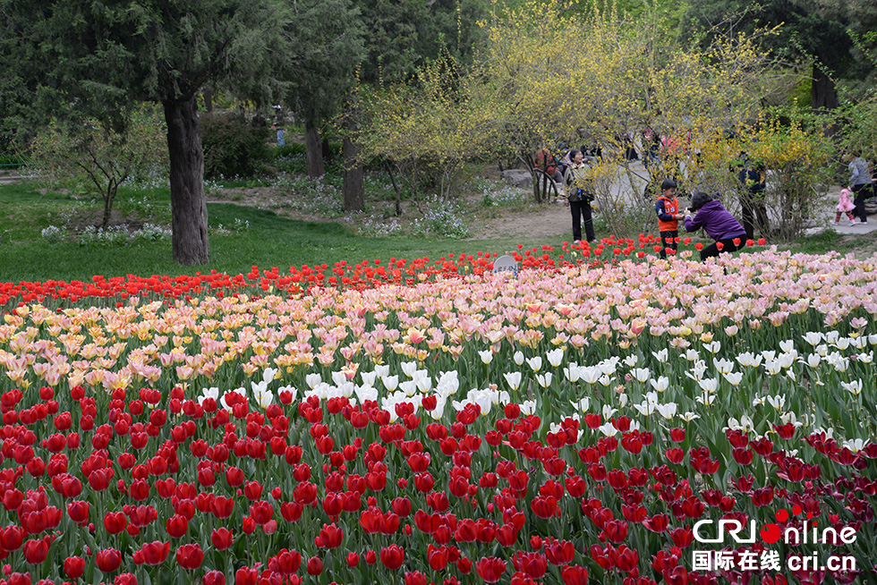 北京景山公园第十九届牡丹文化艺术节吸引大量游客前来踏青赏花,活动