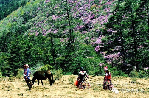 四月楚雄大姚百草岭 万亩杜鹃花等你来