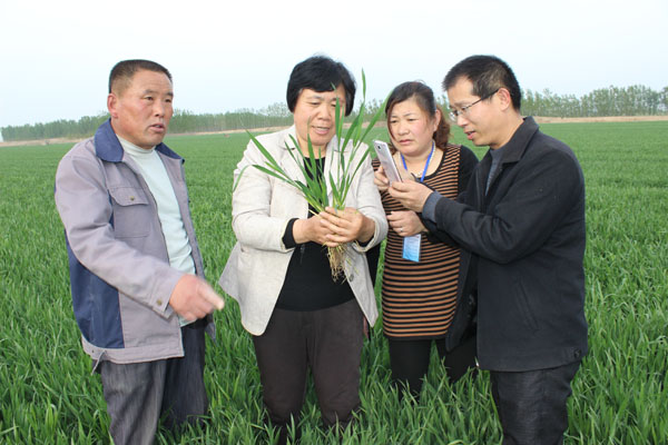 高唐县农业技术指导进入微时代(图)