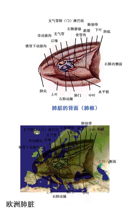 图三:德国和捷克周围的地区更像是肺根在此只是简略一说,只供参考.