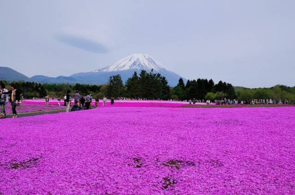 日本十日游