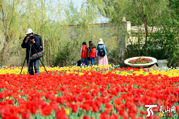 新疆:五家渠市第十届郁金香节4月25日开幕