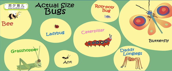 英文绘本《bugs!bugs!bugs!》带小宝宝看虫子