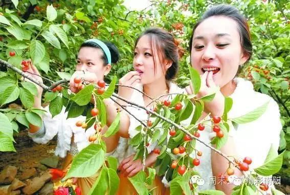 1,镇平老庄万亩樱桃沟樱桃采摘线路"流光容易把人抛,红了樱桃,绿了