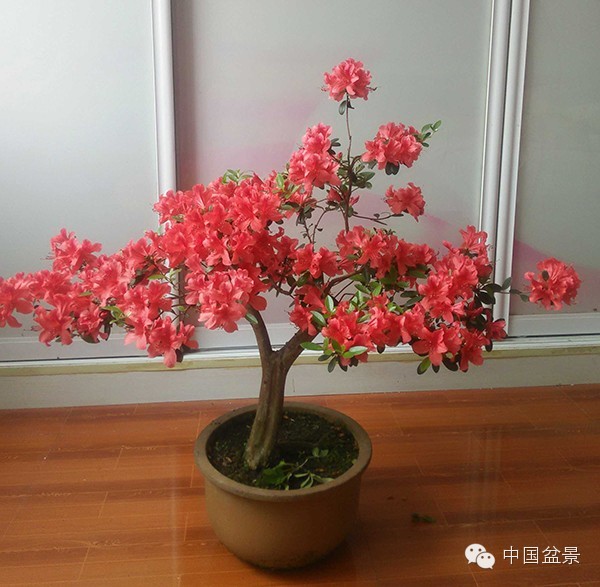 杜鹃花好看 盆景难莳养