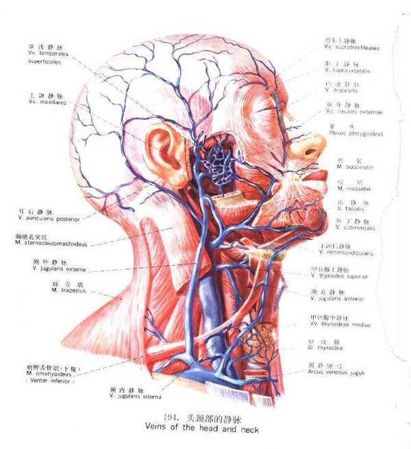 头颈部的静脉血管以颈内静脉最为主要,颈内静脉壁付着于颈动脉鞘