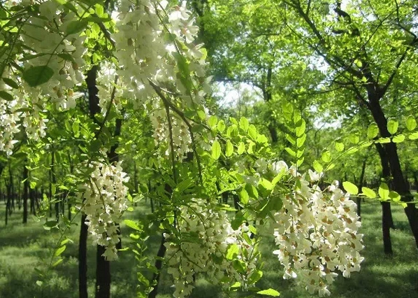 第四届槐花旅游节暨首届世界铁城职工技能大赛在铁山区北纬30