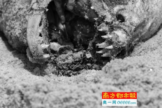 4月28日中午，盐田背仔角海滩有一条被冲上岸的死海鳗已膨胀发臭，海鳗的大嘴露出锋利牙齿。南都记者 徐文阁 摄