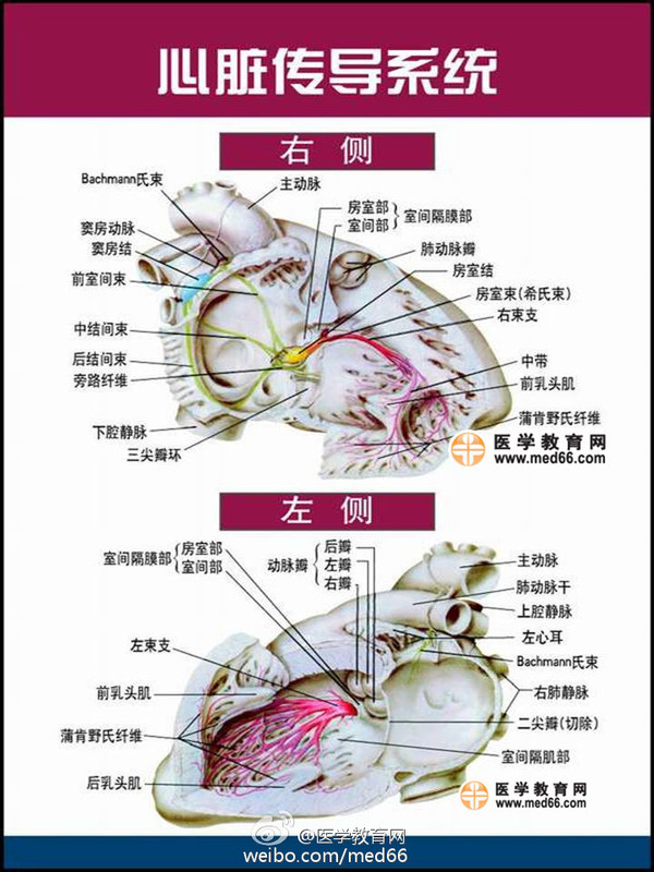 非常精美的心脏解剖图谱集锦