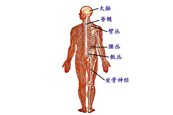 化疗后的反应和副作用