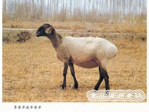 中国新疆地理标志产品之21:麦盖提多浪羊