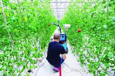 雨发生态园果蔬采摘机器人