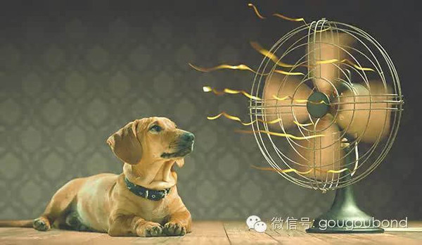狗狗中暑的症状和体征