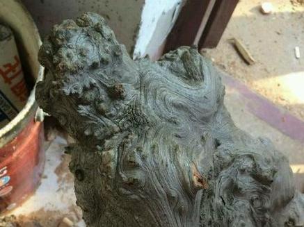 在一些微博和微信上,有一些商家故意炒作"崖柏"的"药用"作用和文玩