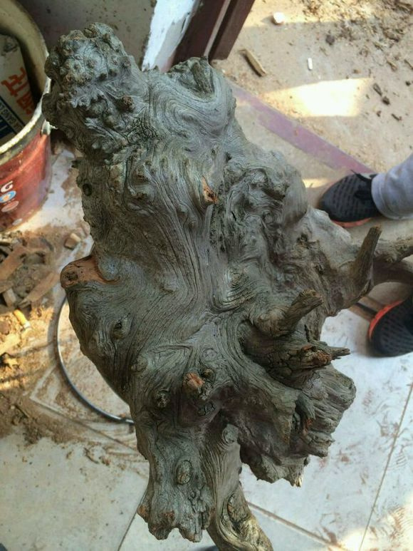 在一些微博和微信上,有一些商家故意炒作"崖柏"的"药用"作用和文玩