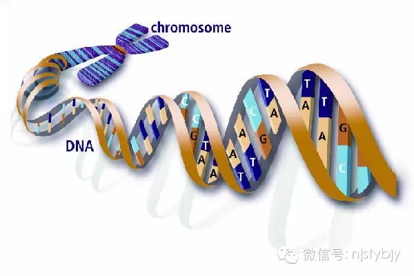 我院遗传医学中心招募脊髓性肌萎缩症基因检