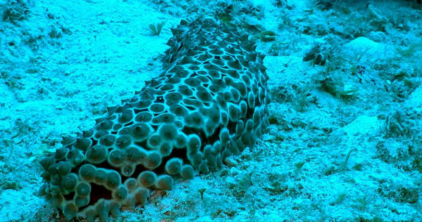 探索加勒比海海床
