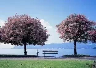 两棵树,你会砍哪一棵?