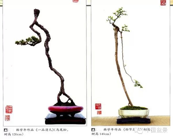 文人树盆景感悟
