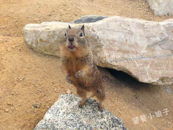 老虎和鸟猜成语是什么成语_疯狂猜成语鸟和老虎 鸟和老虎成语答案 图文攻略(3)