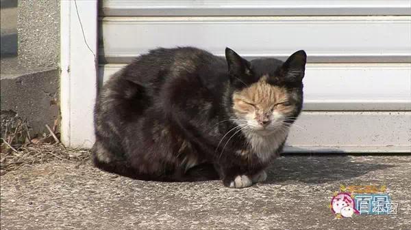 日本10大奇葩猫咪,最后一个绝了!