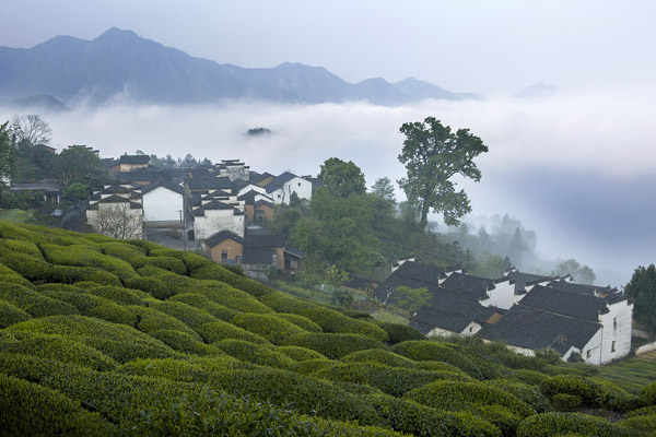 黄山市休宁:云雾弥漫绕金龙-旅游频道-手机搜狐