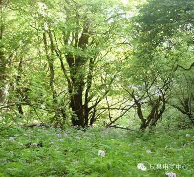 成州旅游成县薤韭山——脚下绿茵茵,身旁百鸟鸣