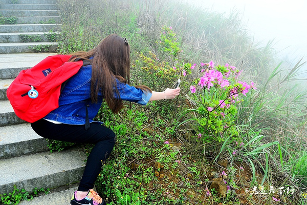 【最美五月】登漳州大芹山,赏杜鹃花海茶园风