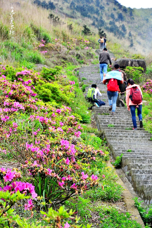 【最美五月】登漳州大芹山，赏杜鹃花海茶园风光!-搜狐旅游