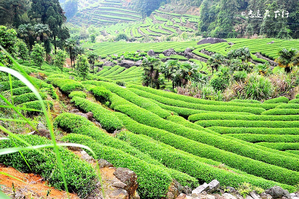 【最美五月】登漳州大芹山,赏杜鹃花海茶园风光!