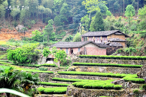 【最美五月】登漳州大芹山,赏杜鹃花海茶园风