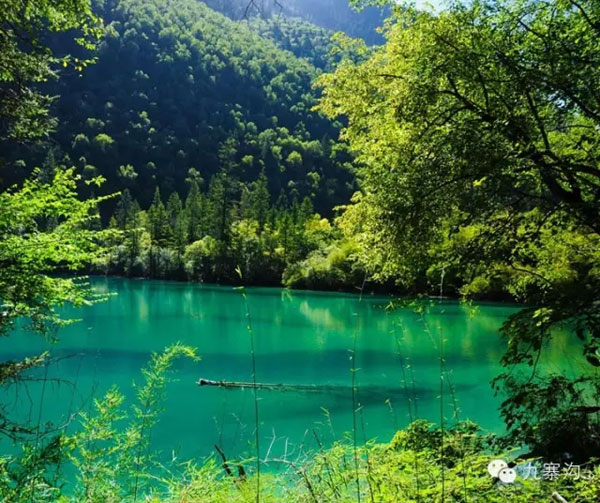 五月九寨沟:这个初夏遇见你的绿湖(图)