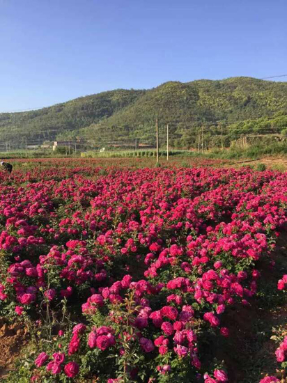 在4月18日-5月3日的活动期间,安宁八街种植的一万余亩食用玫瑰吸引了