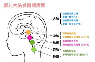 宝宝大脑发育的特点