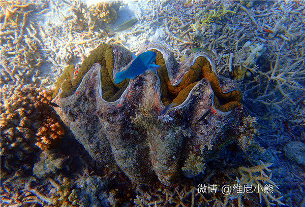 【帕劳】在上帝水族箱里与黄金水母共舞