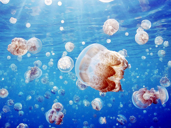 水母世界值得拥有吗 mp14332614_1431159775532_4.jpeg