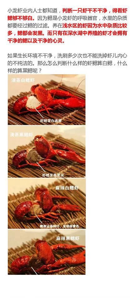 分公母不过作为一个龙虾吃货,你知道龙虾怎么分公母?