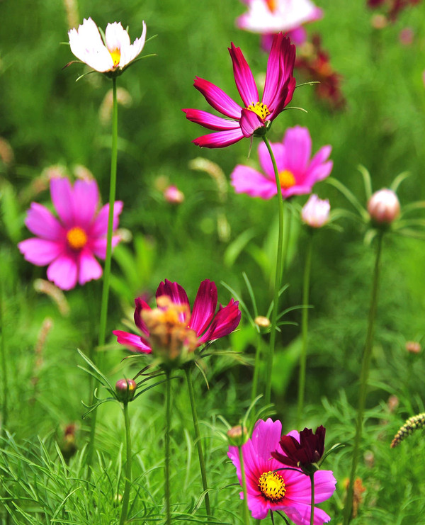 格桑花开