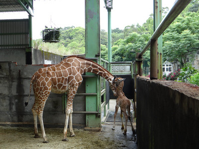 4个胃难救援 台湾长颈鹿宝宝因拒绝吃饭离世(