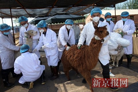 5月12日,北京市出入境检验检疫局的工作人员对每只羊驼进行抽血化验并