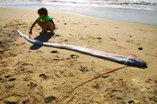 美国加州海滩发现4米长巨型"皇带鱼"