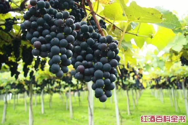 中级|一篇微信带你全面认识智利红葡萄酒