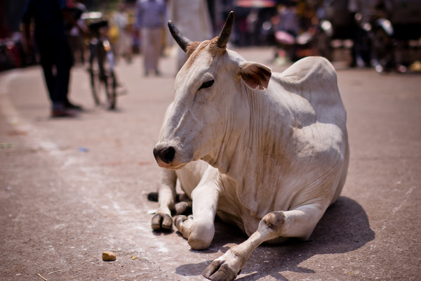 【印度神牛】---我见过的印度神牛!