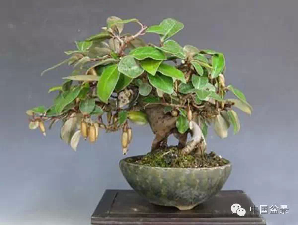 胡颓子微型盆景欣赏