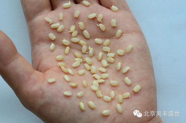 天天吃的米饭,您了解胚芽米吗?
