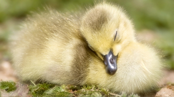 刚出生的小鸭子你见过吗?