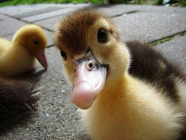 刚出生的小鸭子你见过吗